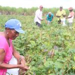 Agricultores de Campo Alegre comemoram a colheita farta de feijão na quarta edição do Barriga Cheia